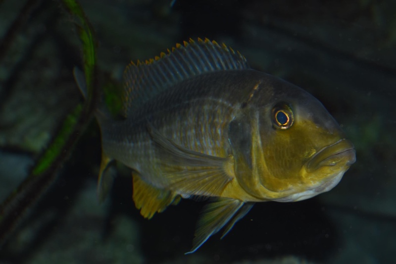 Buccochromis rhoadesii